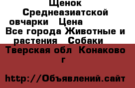 Щенок Среднеазиатской овчарки › Цена ­ 35 000 - Все города Животные и растения » Собаки   . Тверская обл.,Конаково г.